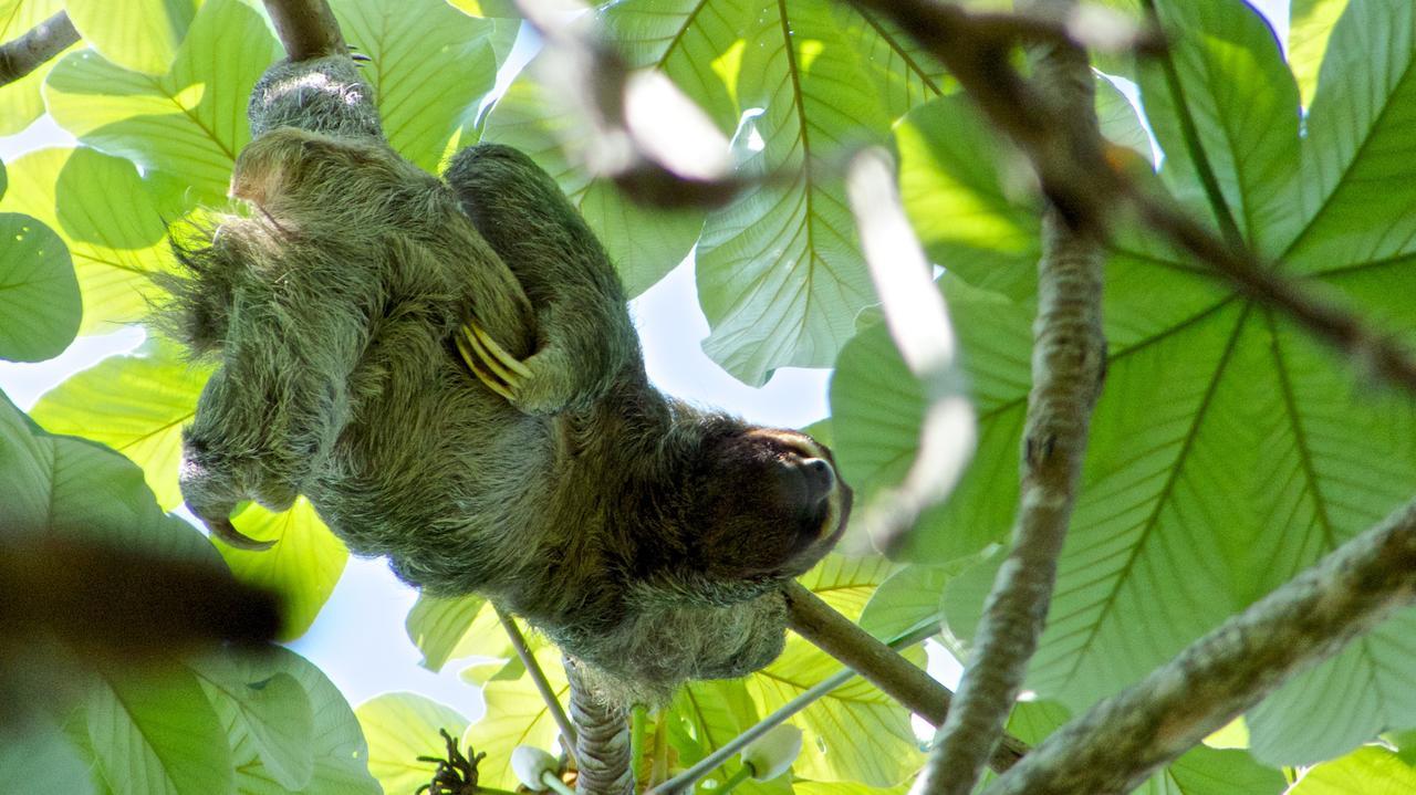 Tiki Villas Rainforest Lodge - Adults Only ウビタ エクステリア 写真